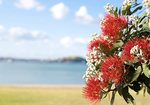 Close up of pohutukawa flowers, New Zealand’s native Christmas tree.