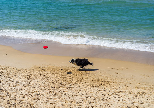 Dog with frisbee on beach