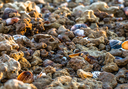 Shellfish on sandy beach
