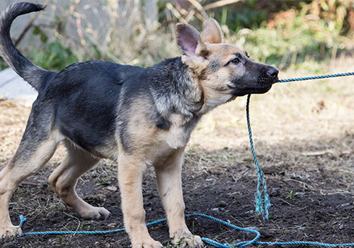 Dog playing tug of war